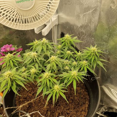 Melissa Bomb growlog timeline photo