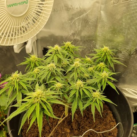 Melissa Bomb growlog timeline photo
