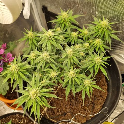 Melissa Bomb growlog timeline photo