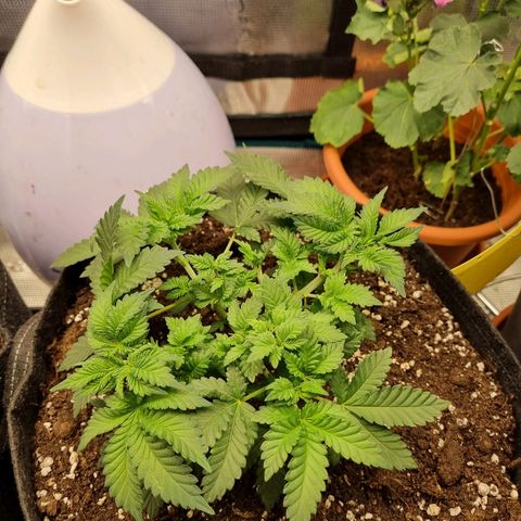 Her name's Bruciepoo growlog timeline photo