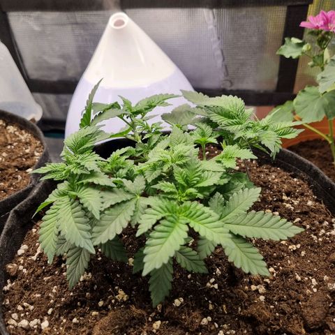 Her name's Bruciepoo growlog timeline photo