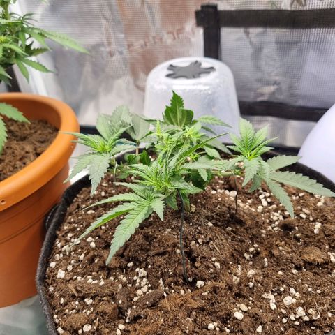It's Brittney Biscotti Bitch growlog timeline photo