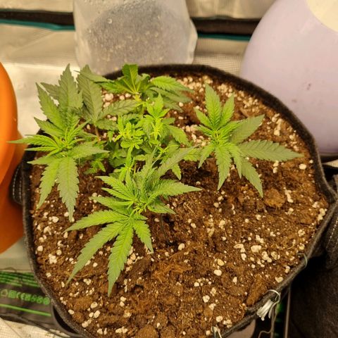 It's Brittney Biscotti Bitch growlog timeline photo