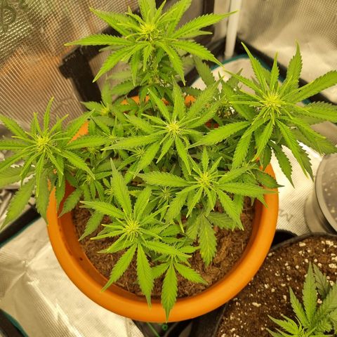 Patricia's Bitch Ass growlog timeline photo