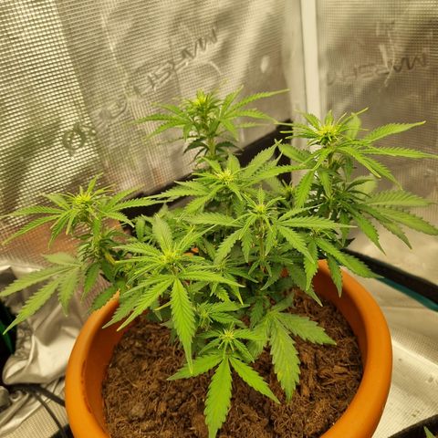 Patricia's Bitch Ass growlog timeline photo
