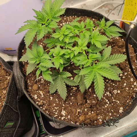 Her name's Bruciepoo growlog timeline photo