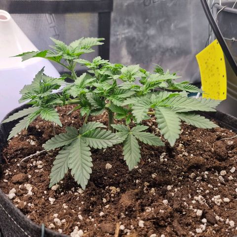 Her name's Bruciepoo growlog timeline photo