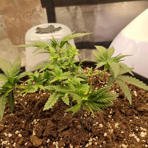 It's Brittney Biscotti Bitch growlog timeline photo