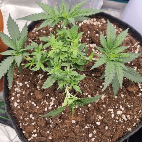 It's Brittney Biscotti Bitch growlog timeline photo