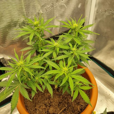 Patricia's Bitch Ass growlog timeline photo