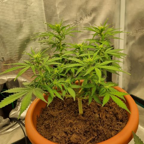Patricia's Bitch Ass growlog timeline photo