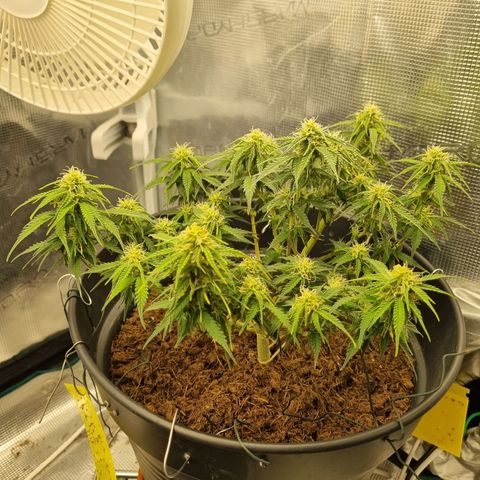 Melissa Bomb growlog timeline photo