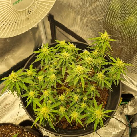 Melissa Bomb growlog timeline photo