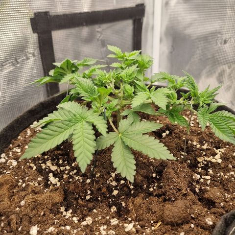 Her name's Bruciepoo growlog timeline photo