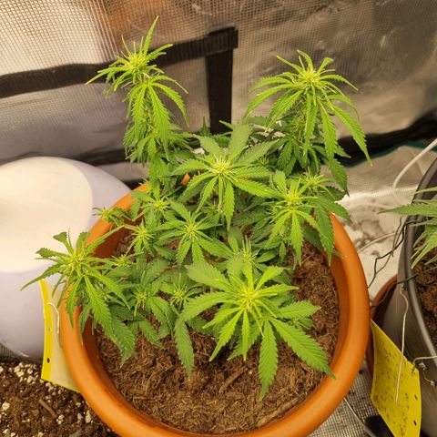 Patricia's Bitch Ass growlog timeline photo