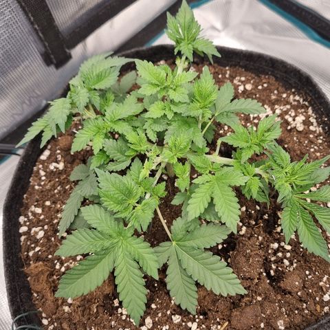 Her name's Bruciepoo growlog timeline photo
