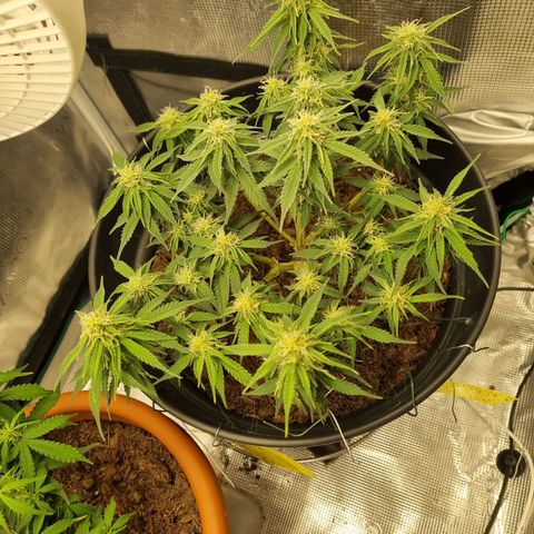 Melissa Bomb growlog timeline photo