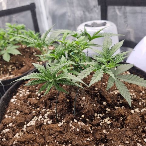 It's Brittney Biscotti Bitch growlog timeline photo