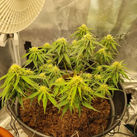 Melissa Bomb growlog timeline photo