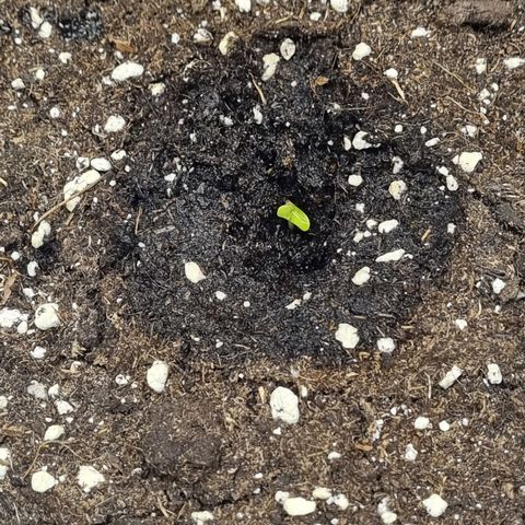 The Satino Prøject growlog timeline photo