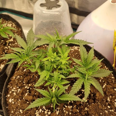 It's Brittney Biscotti Bitch growlog timeline photo