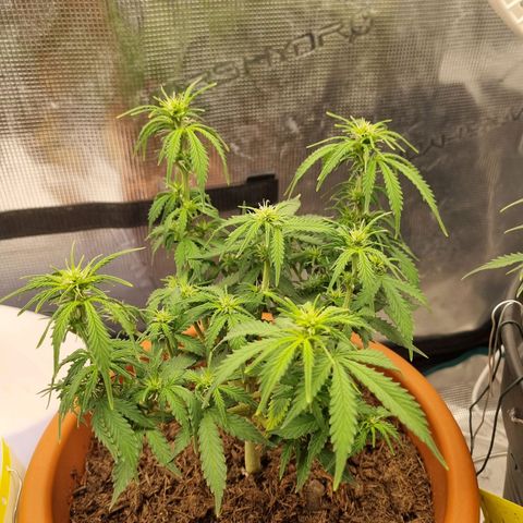 Patricia's Bitch Ass growlog timeline photo