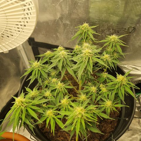 Melissa Bomb growlog timeline photo