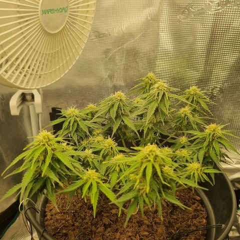 Melissa Bomb growlog timeline photo