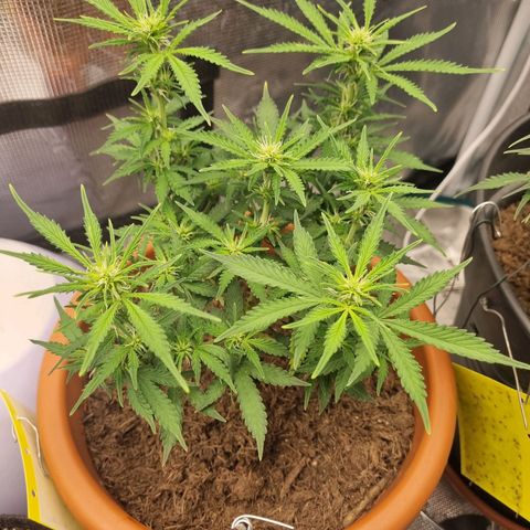 Patricia's Bitch Ass growlog timeline photo