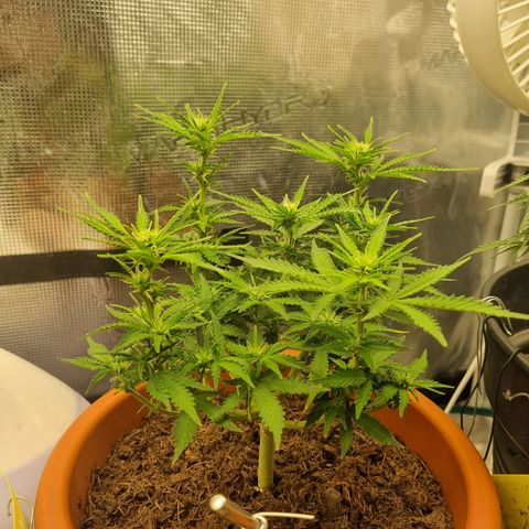 Patricia's Bitch Ass growlog timeline photo