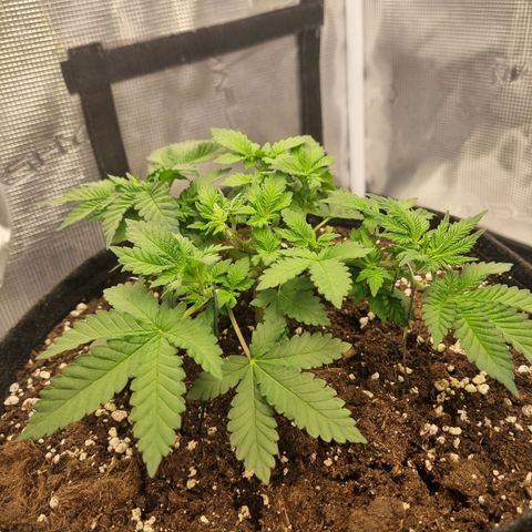 Her name's Bruciepoo growlog timeline photo