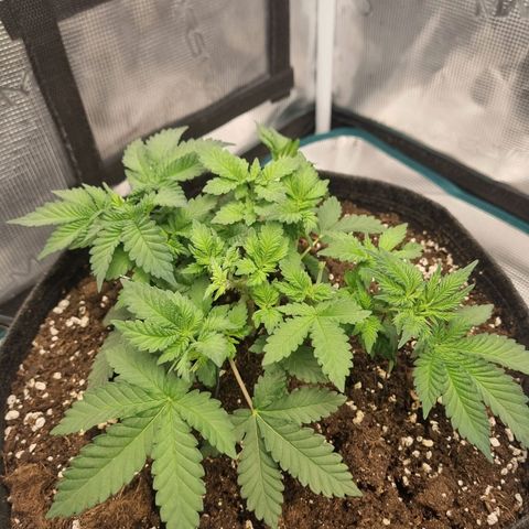 Her name's Bruciepoo growlog timeline photo