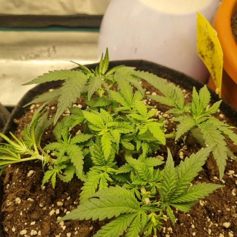 It's Brittney Biscotti Bitch growlog timeline photo