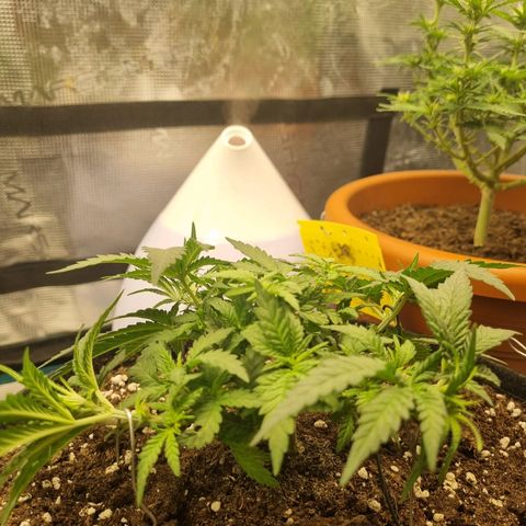 It's Brittney Biscotti Bitch growlog timeline photo