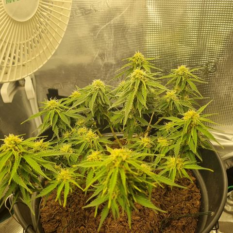 Melissa Bomb growlog timeline photo