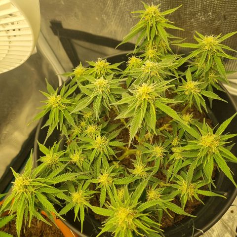 Melissa Bomb growlog timeline photo