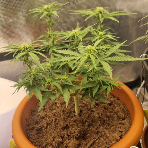 Patricia's Bitch Ass growlog timeline photo