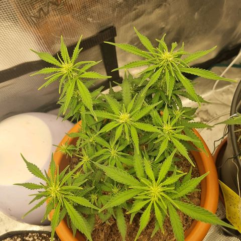 Patricia's Bitch Ass growlog timeline photo