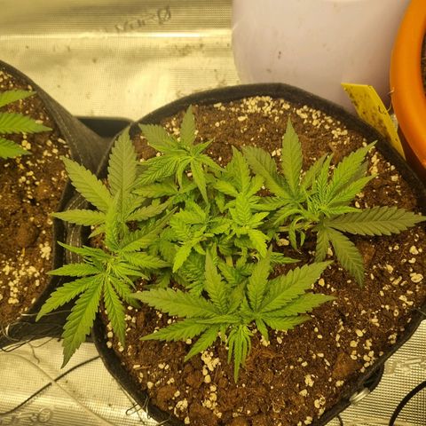 It's Brittney Biscotti Bitch growlog timeline photo