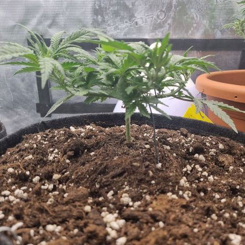 It's Brittney Biscotti Bitch growlog timeline photo