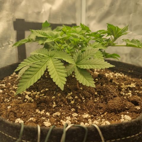 Her name's Bruciepoo growlog timeline photo