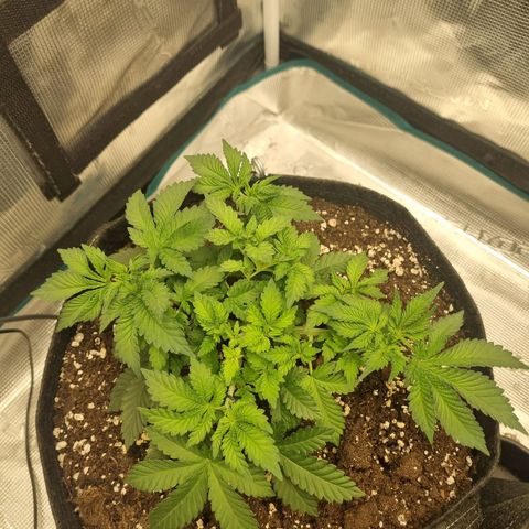 Her name's Bruciepoo growlog timeline photo