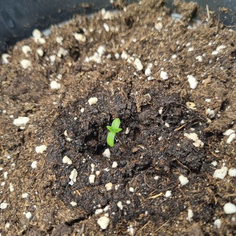The Satino Prøject growlog photo: I swear this is the cutest a cannabis plant will ever be. I want to make them earrings 🥹