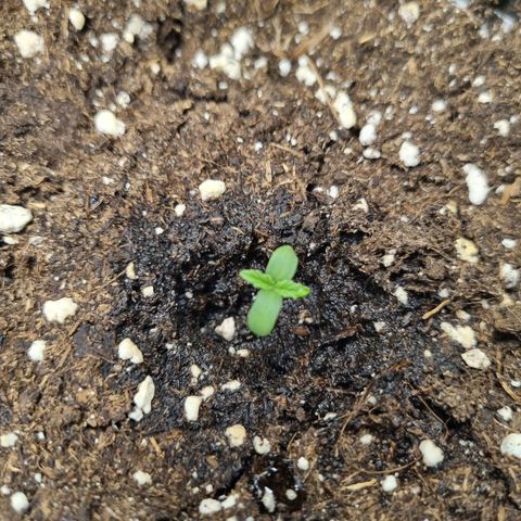 The Satino Prøject growlog timeline photo