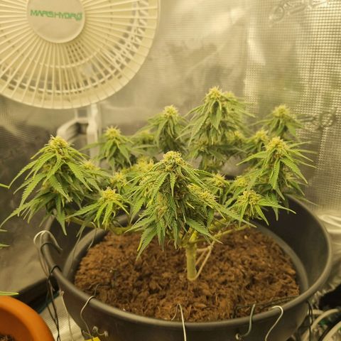 Melissa Bomb growlog timeline photo