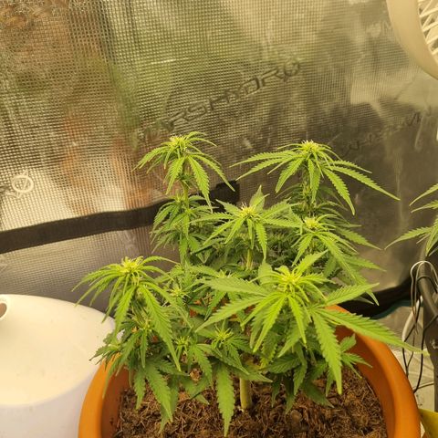 Patricia's Bitch Ass growlog timeline photo