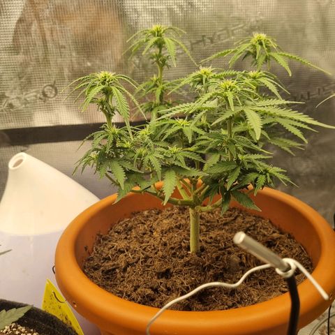 Patricia's Bitch Ass growlog timeline photo
