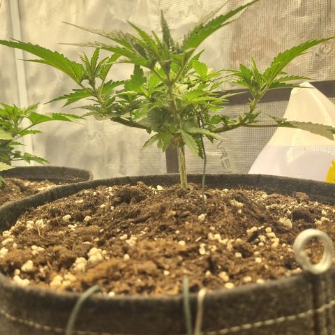 It's Brittney Biscotti Bitch growlog timeline photo