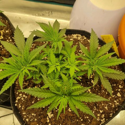 It's Brittney Biscotti Bitch growlog timeline photo
