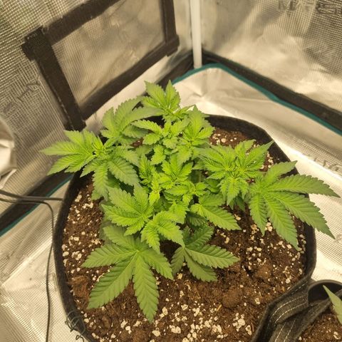 Her name's Bruciepoo growlog timeline photo